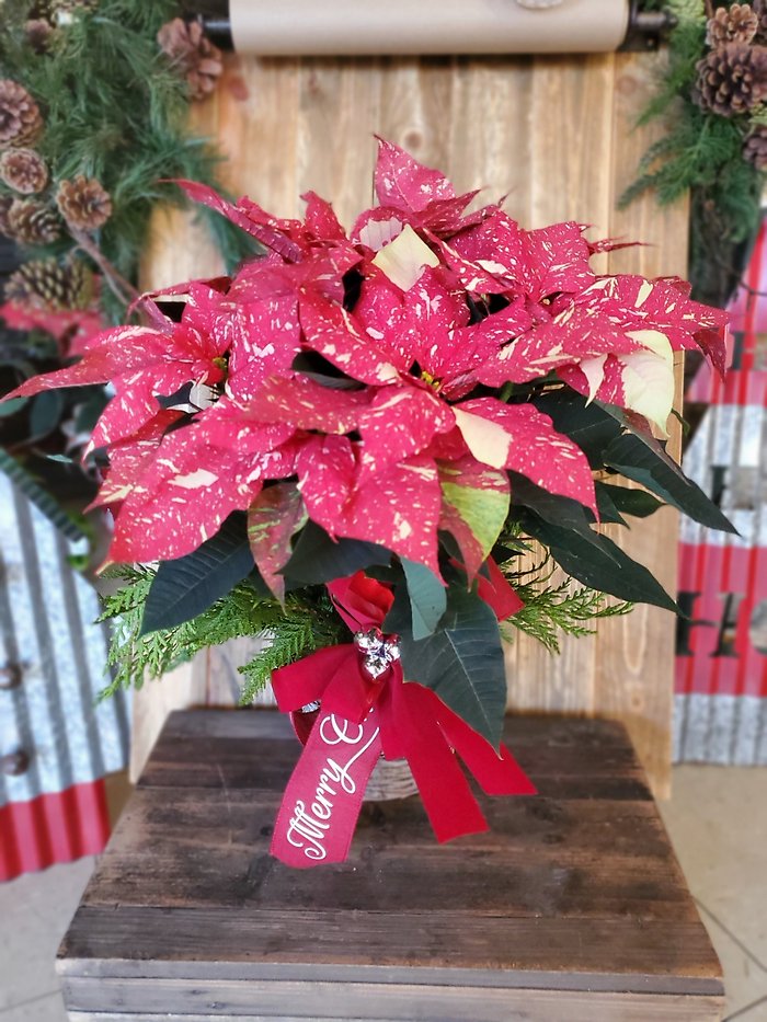 Jingle Bell Poinsettia