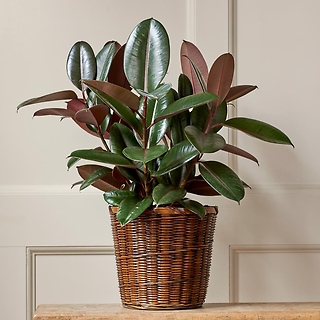 6 inch Rubber Plant