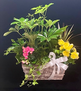 Premium Green and Blooming Plant Basket