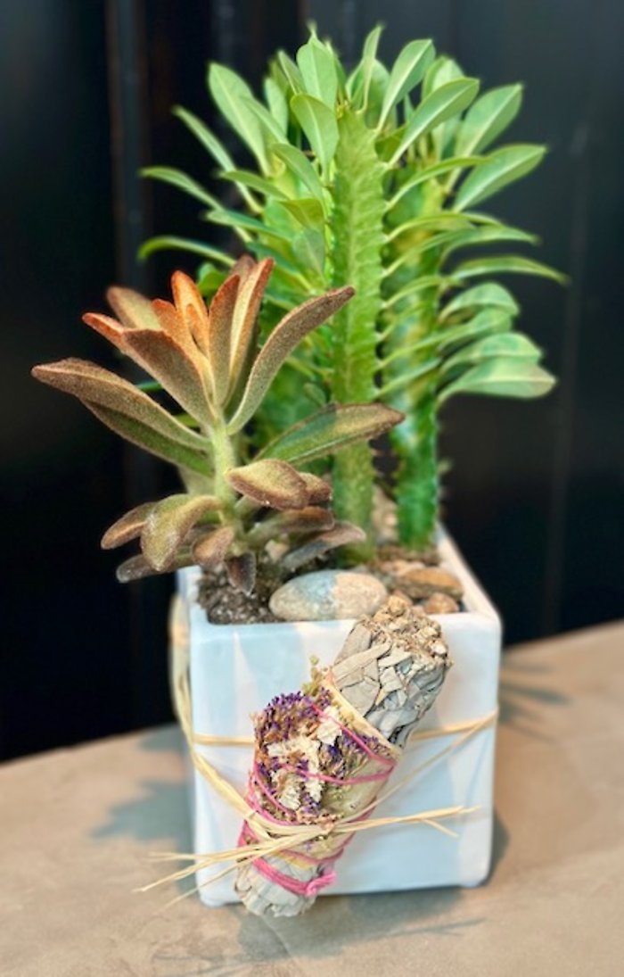 Sage and Succulents
