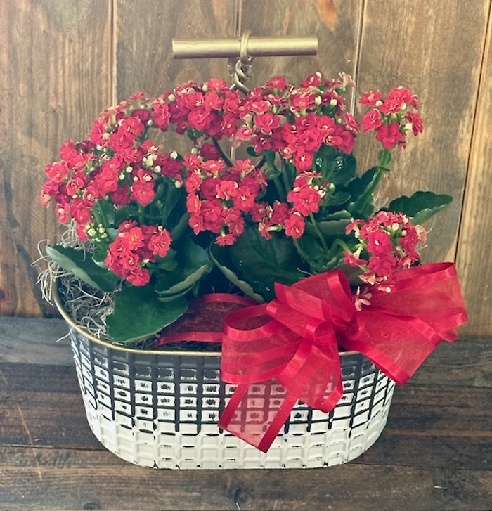 Charming Kalanchoes