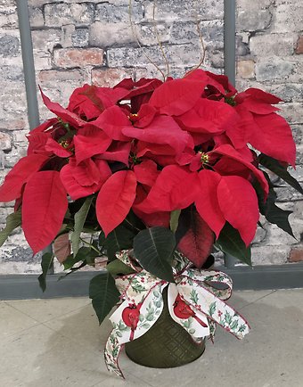 Poinsettia 8 inch