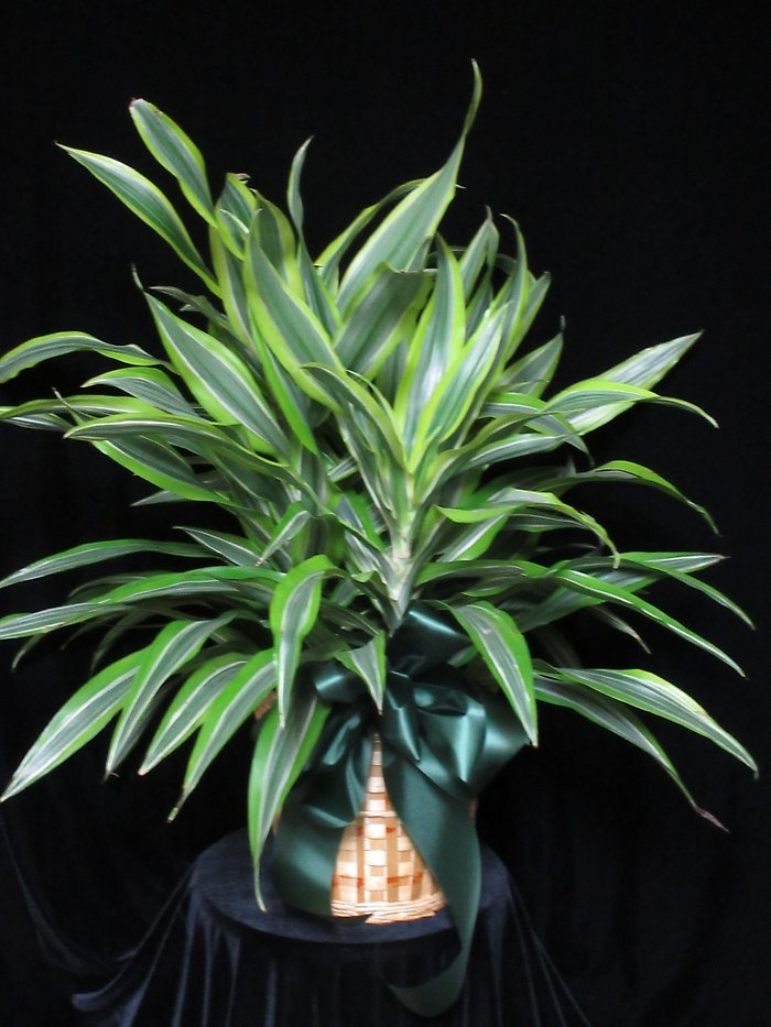8\" Lemon Lime Dracena