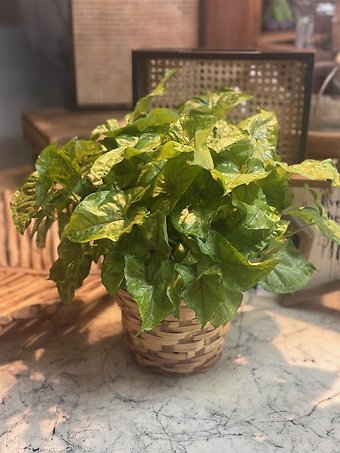 Butterfly Ivy
