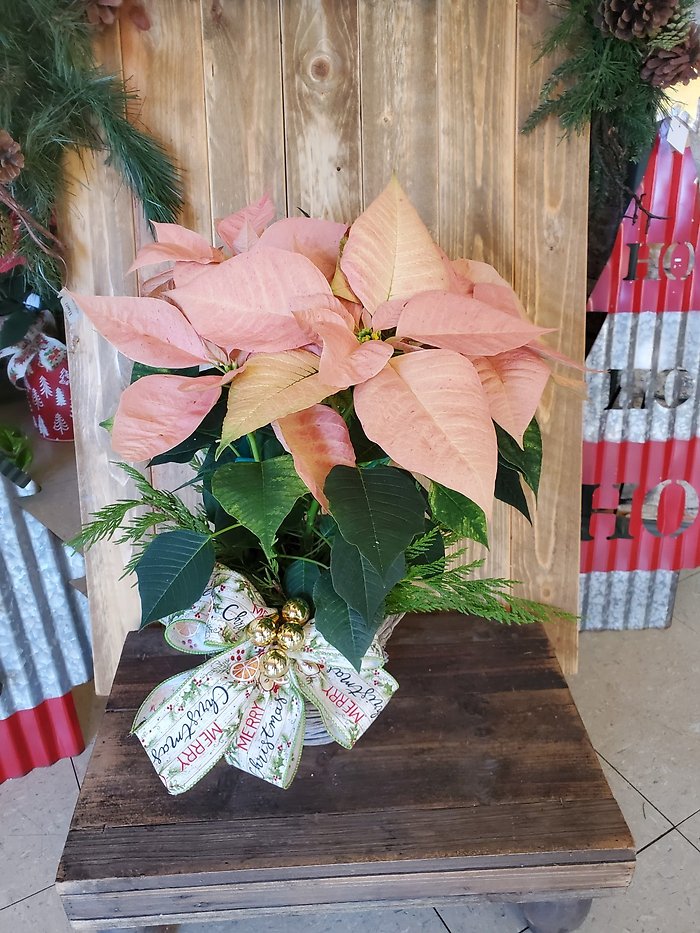 Poinsettia cinnamon