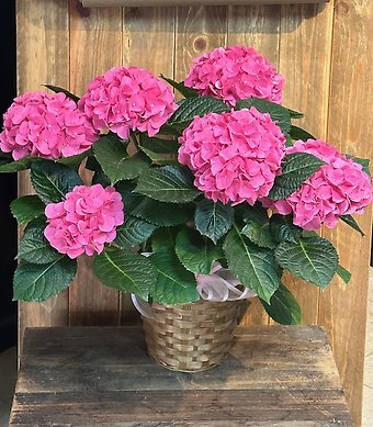 Blooming Hydrangea Plant