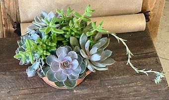 Succulent Garden