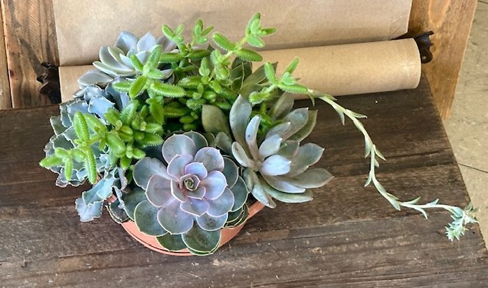 Succulent Garden