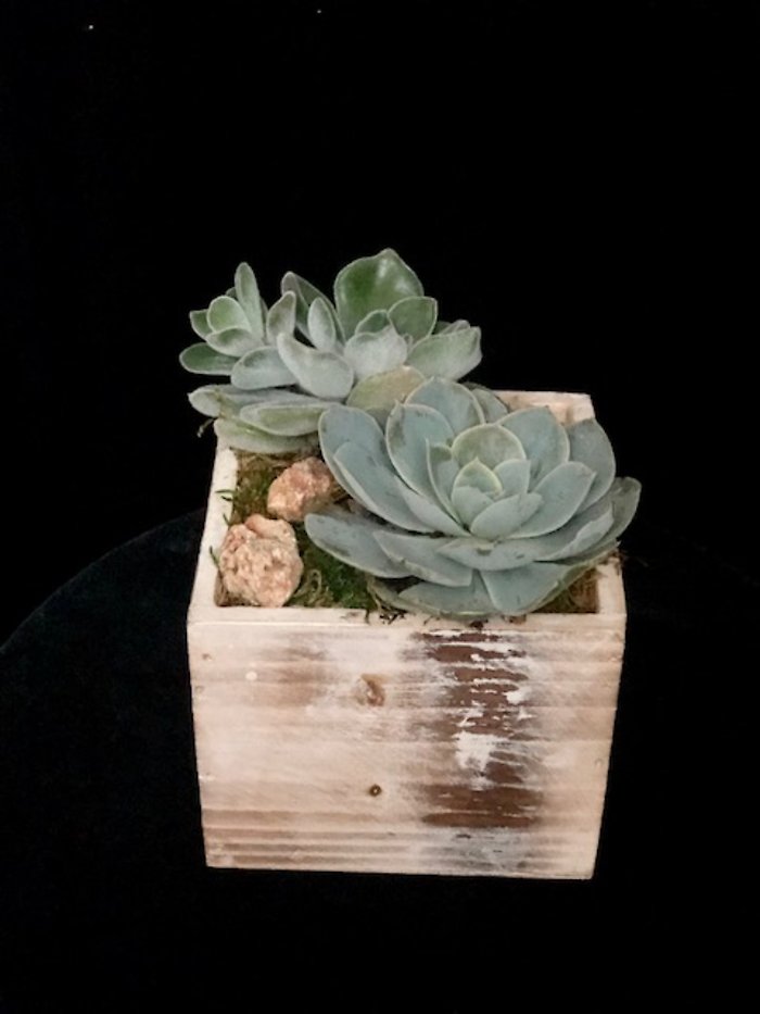 Succulents in a box