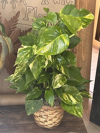 Pothos Pole Ivy