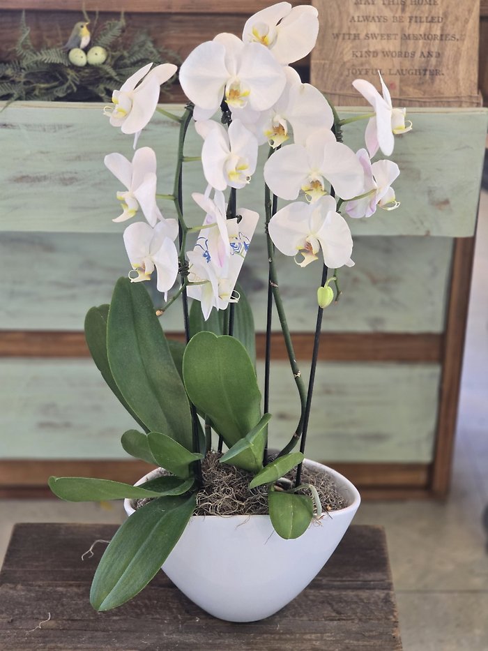 Graceful orchid