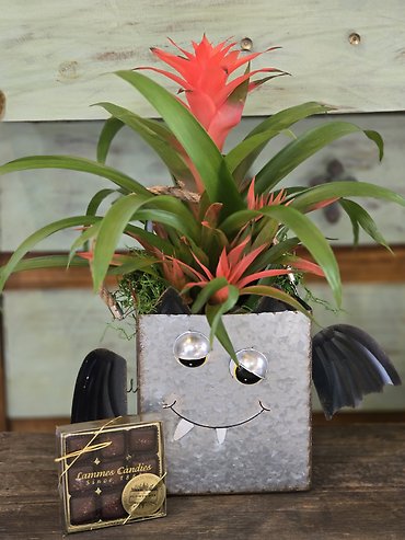 Batty bromeliad buddy with treat