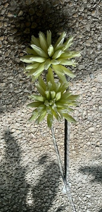 Green double bloom stem