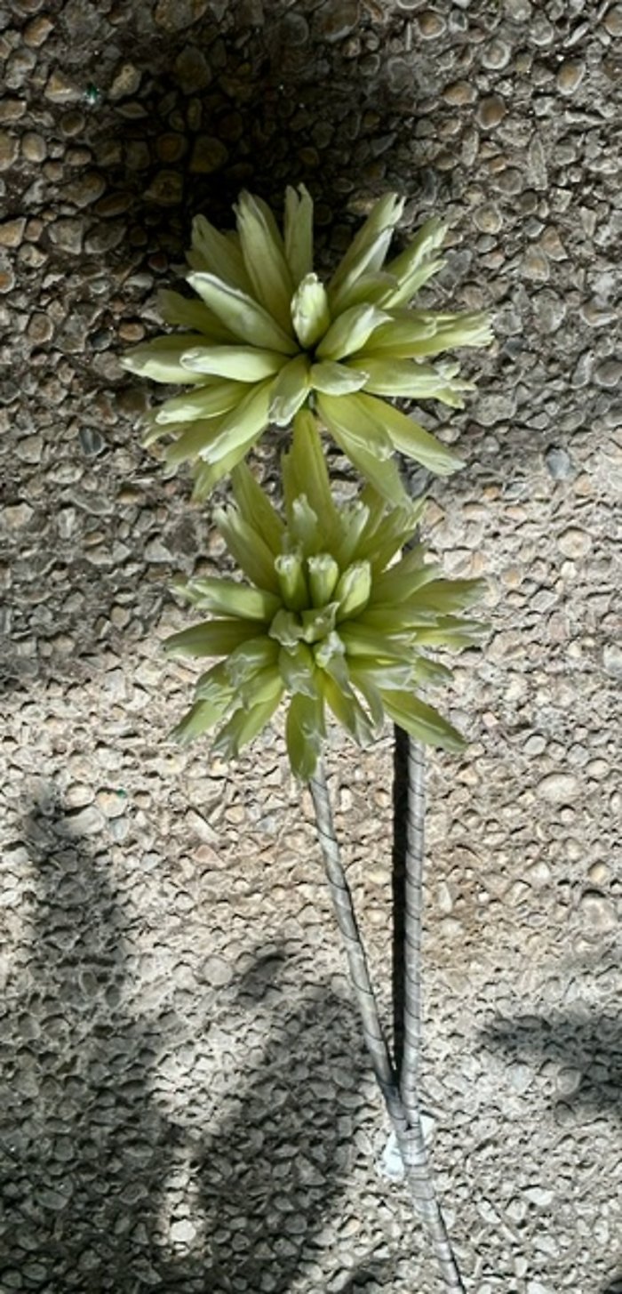 Green double bloom stem
