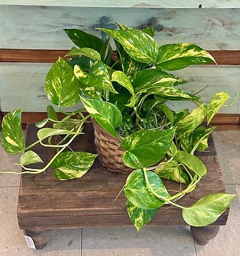 Golden Pothos Ivy