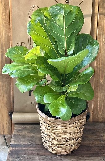8\" Fiddle Leaf Fig