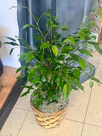 Ficus Plant