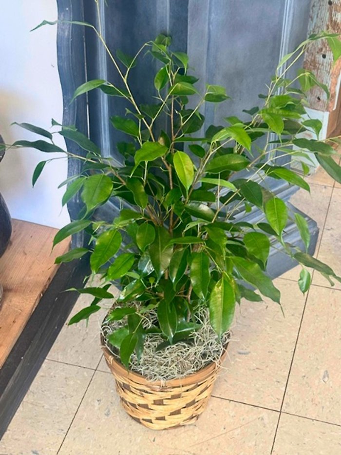 Ficus Plant