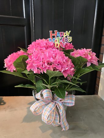 Mothers day hydrangea