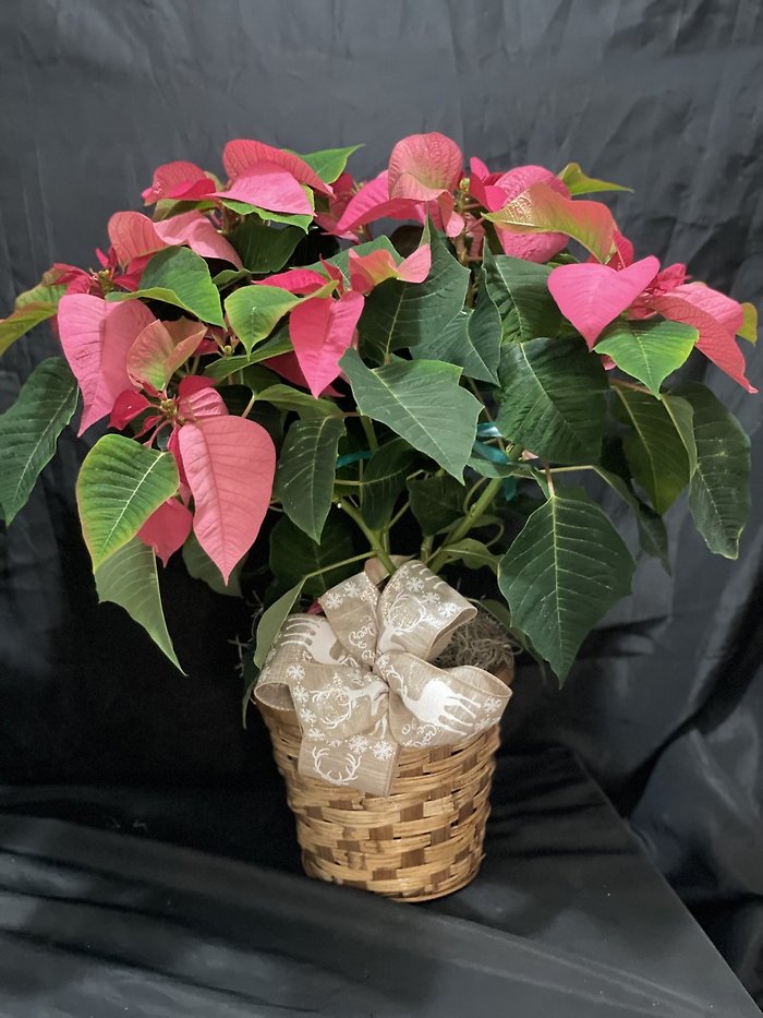 6 inch Pink Poinsettia