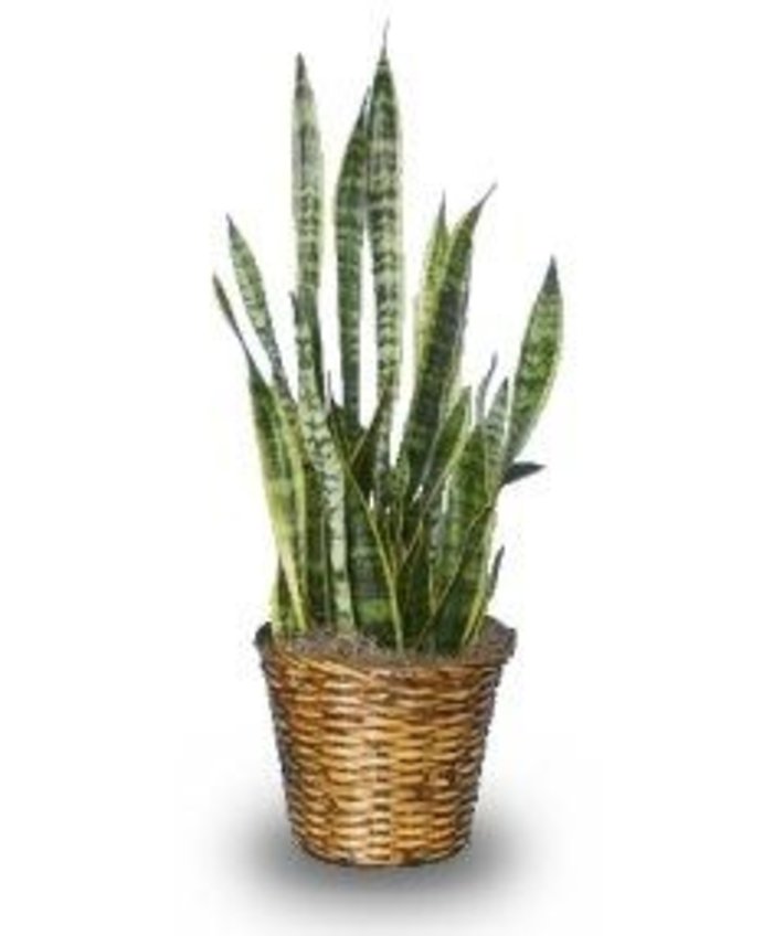 10\" Sansevieria Zeylanica - Snake Plant