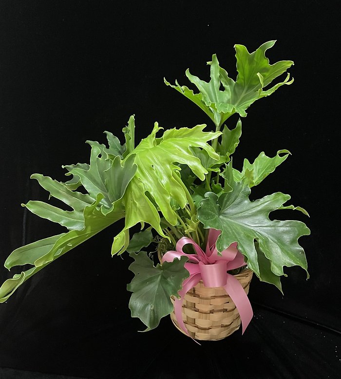 Split leaf Philodendron