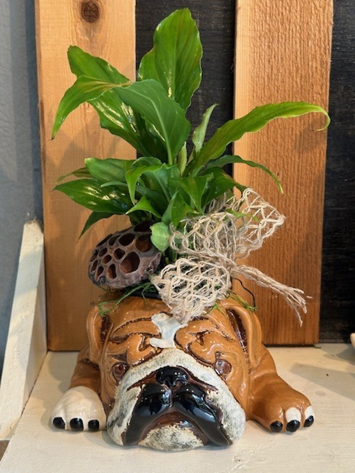 Brutus