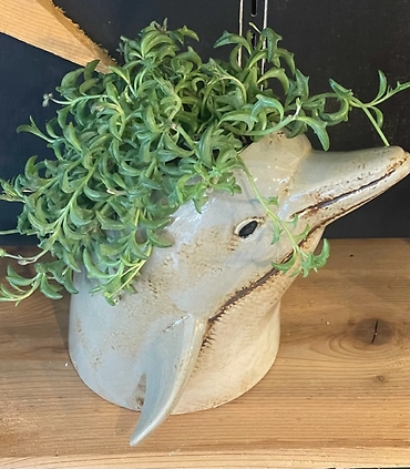String of Dolphin Succulent Planter