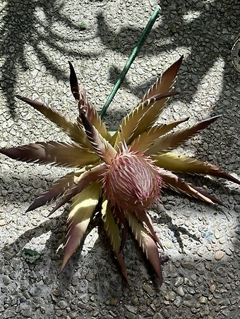 Silk Protea