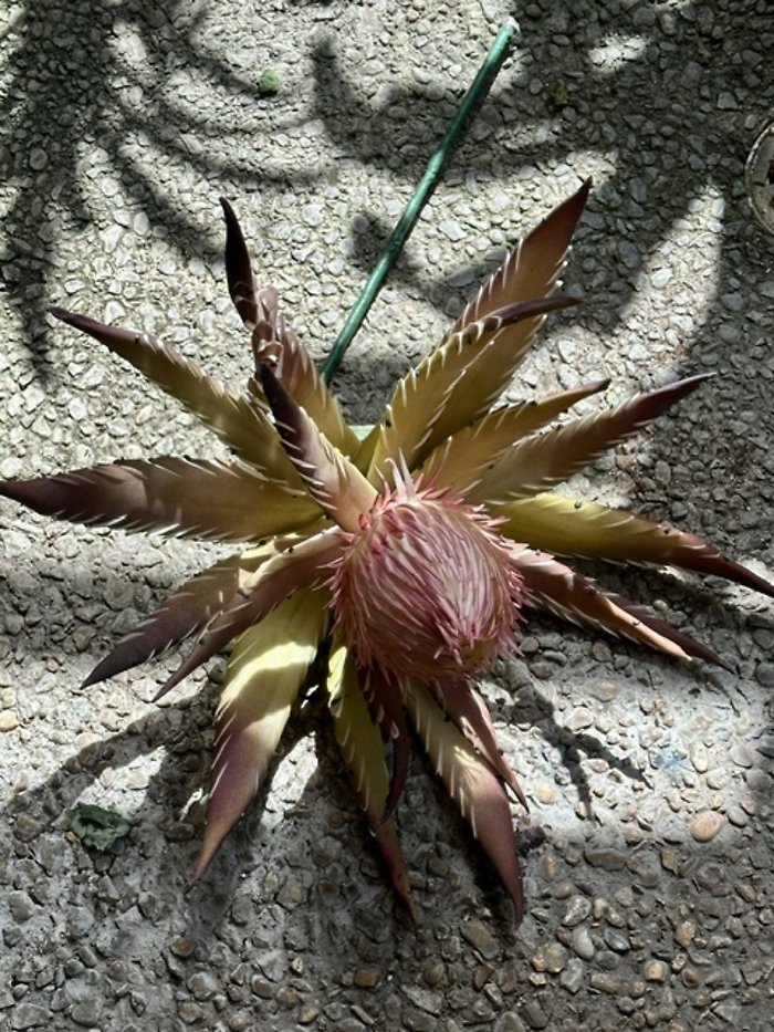 Silk Protea