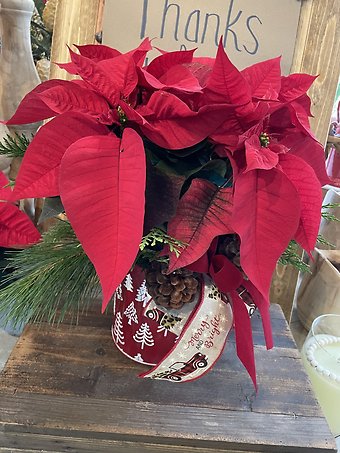 Festive Pointsettia