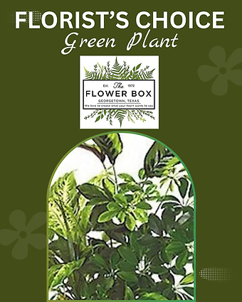 Florist\'s Choice Green Plant