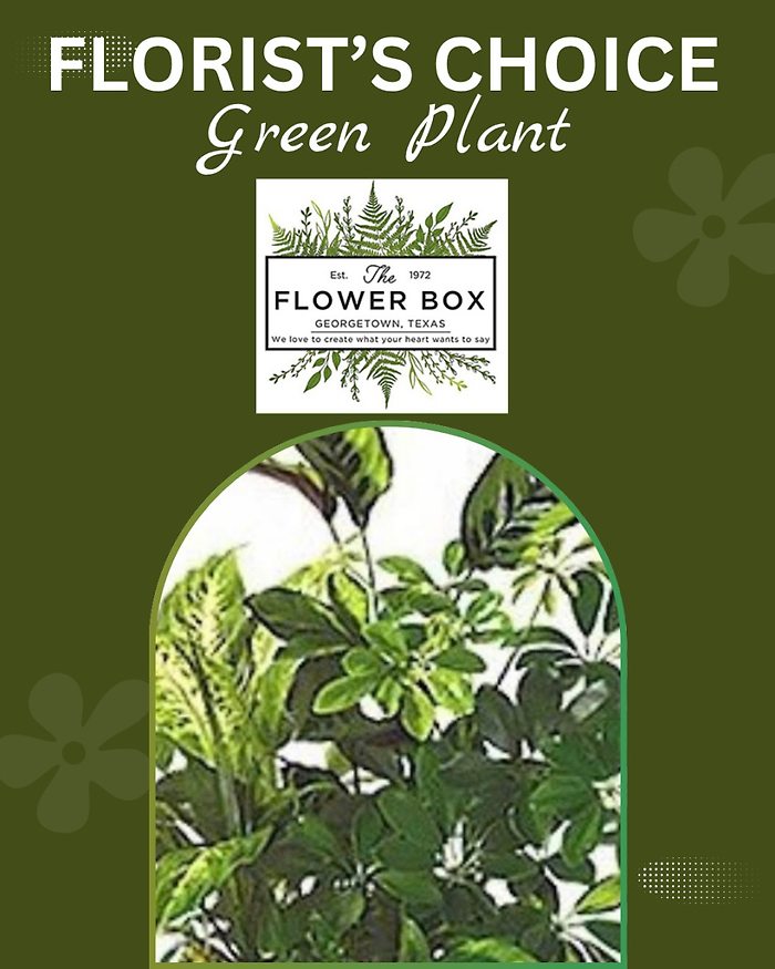 Florist\'s Choice Green Plant