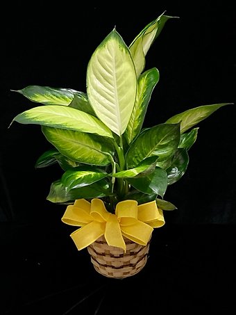 6 inch Dieffenbachia