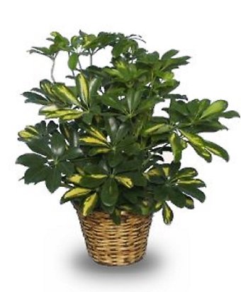 6 inch Schefflera Arbicola Plant