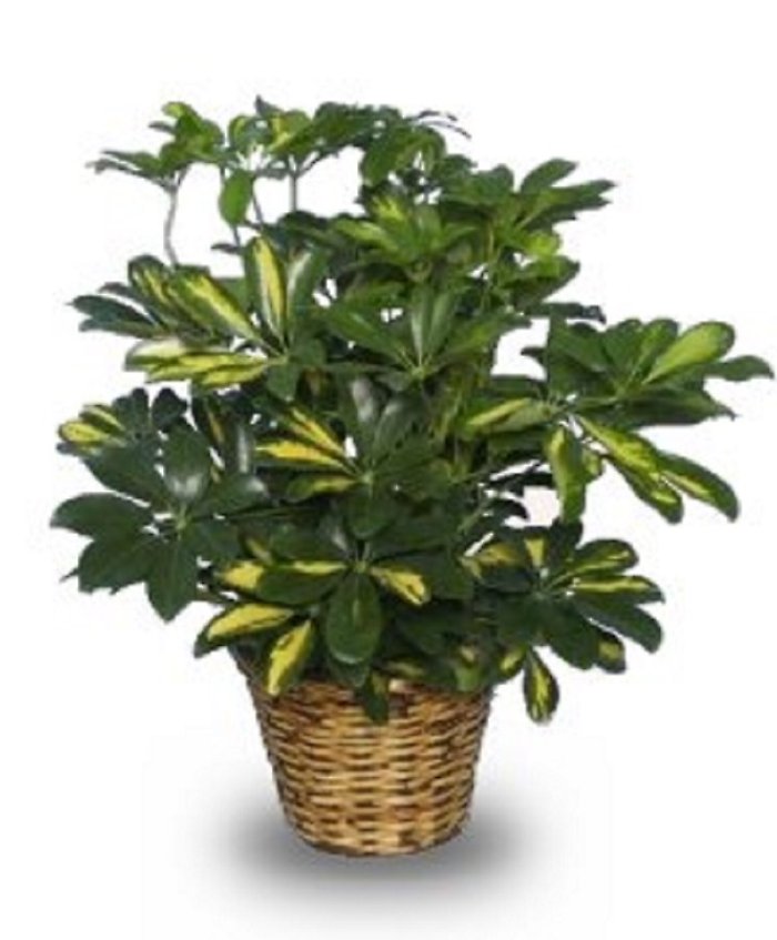 6 inch Schefflera Arbicola Plant