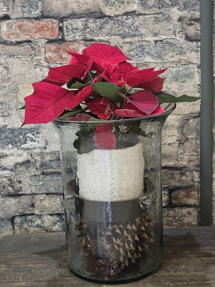 Natures light poinsettia