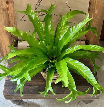 Birds Nest Fern