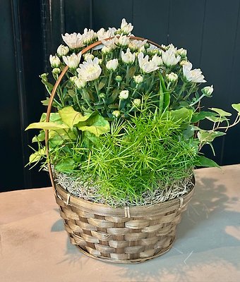 Small Dish Garden