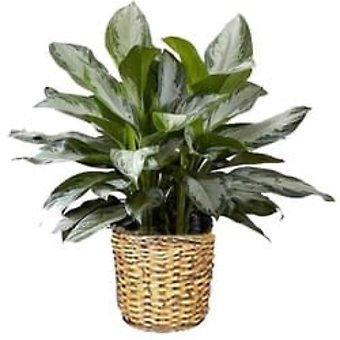 10\" Algaonema-Chinese Evergreen Plant