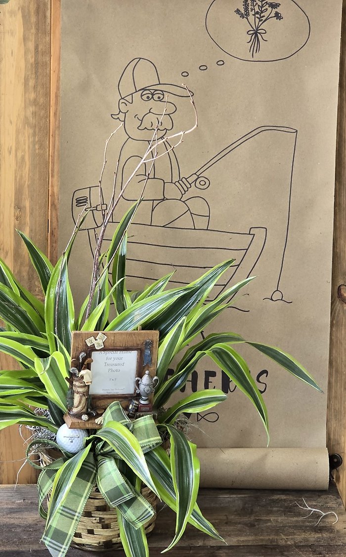 Dads lemon lime dracaena