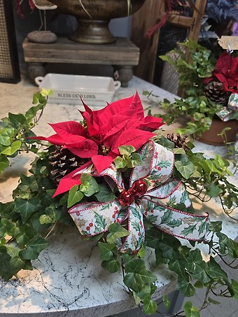 Poinsettia Planter