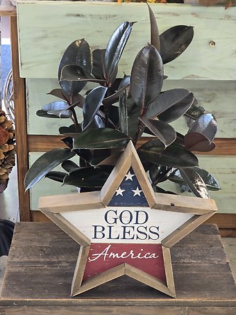 Patriotic plant