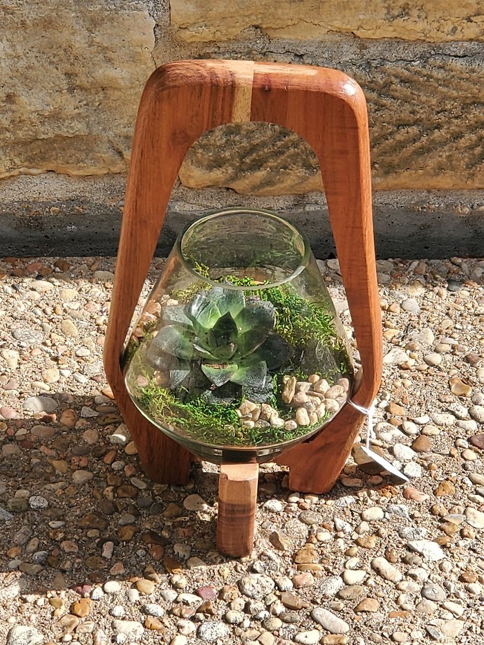 Modern Succulent