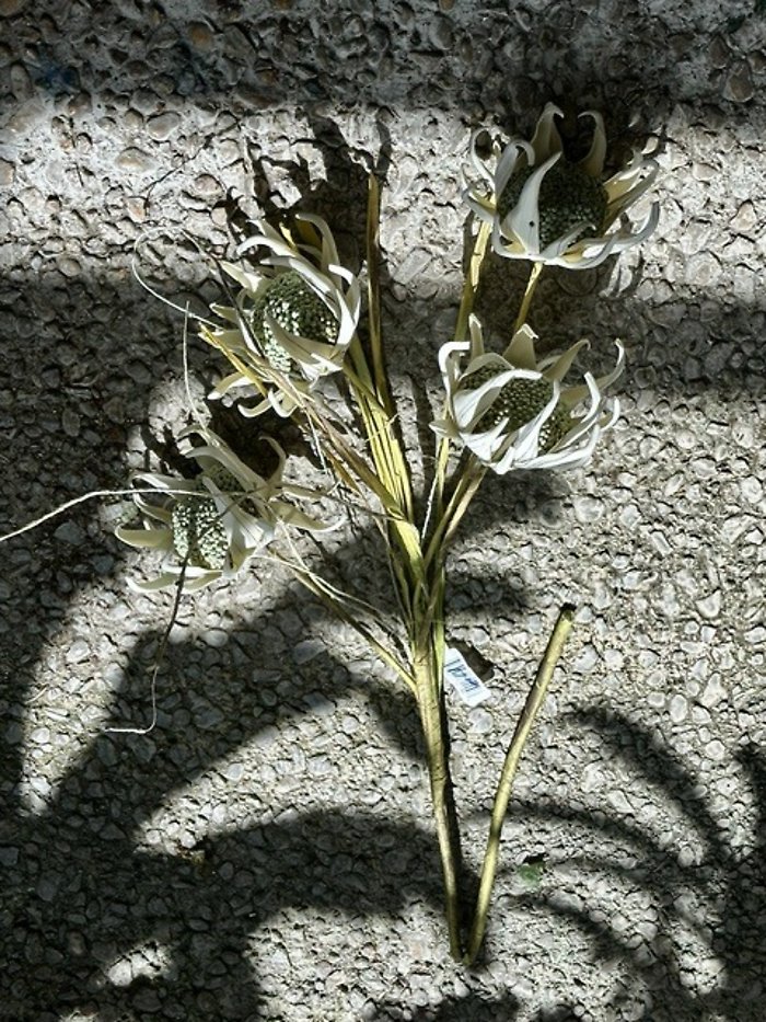 Protea bush