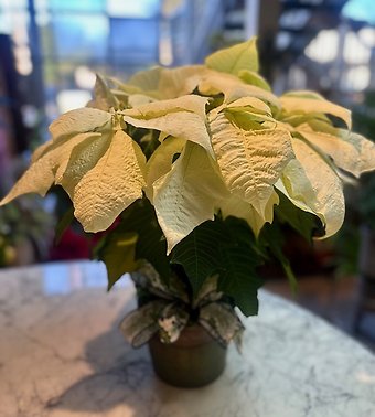 Snowy White Poinsettia