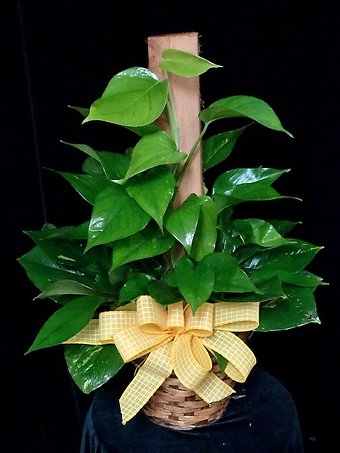 Pothos Pole Ivy