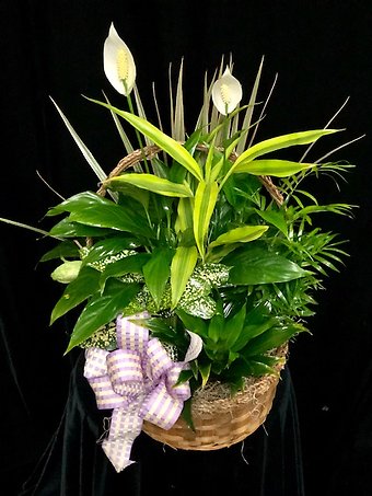 Large Dish Garden
