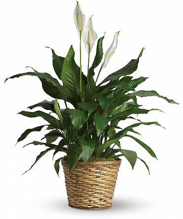 8 inch Peace Lily