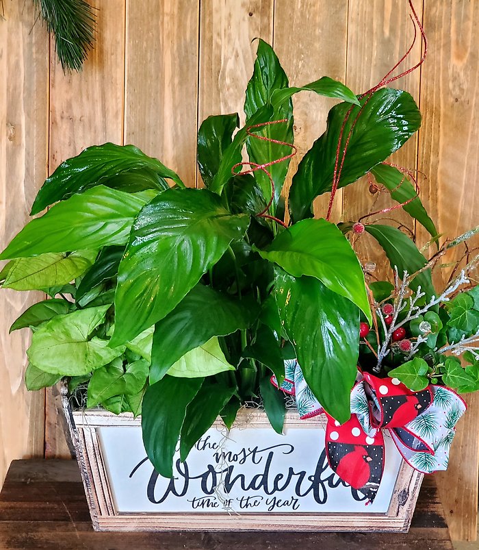 Winter wonderland combo green plants.